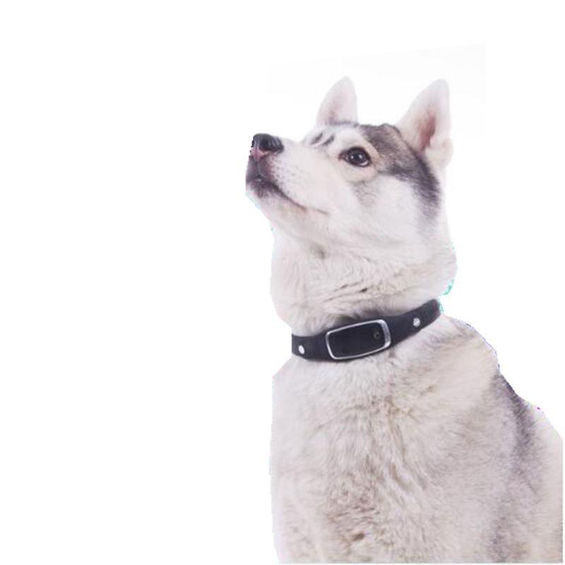 WIFI Location Pets Locator Collar GPS Tracker Real Time Locator GPS Tracking Geofence - Image 4